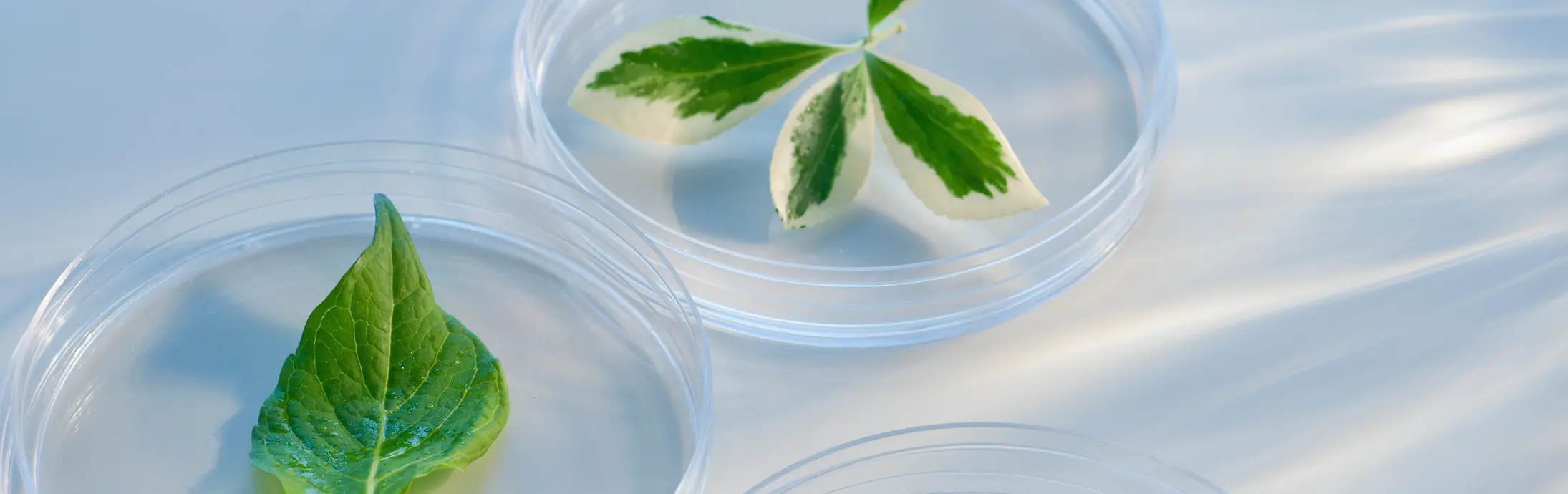 Хімічний експериментальний посуд із зеленим листям