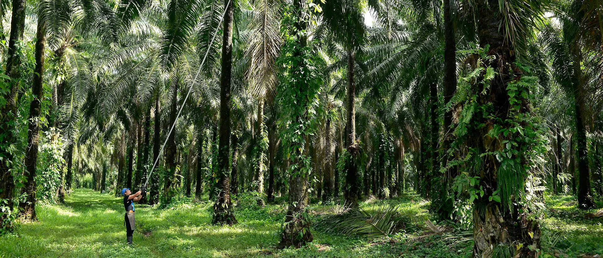 Чоловік збирає пальмові плоди у пальмовому лісі