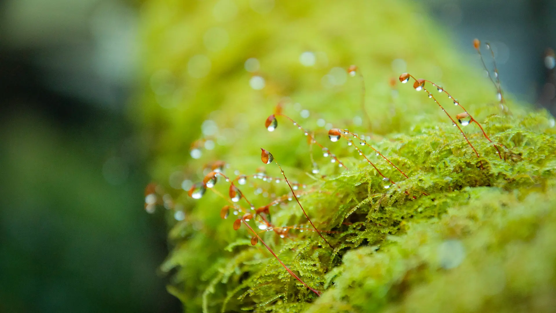 Moss with spore capsules and dew
