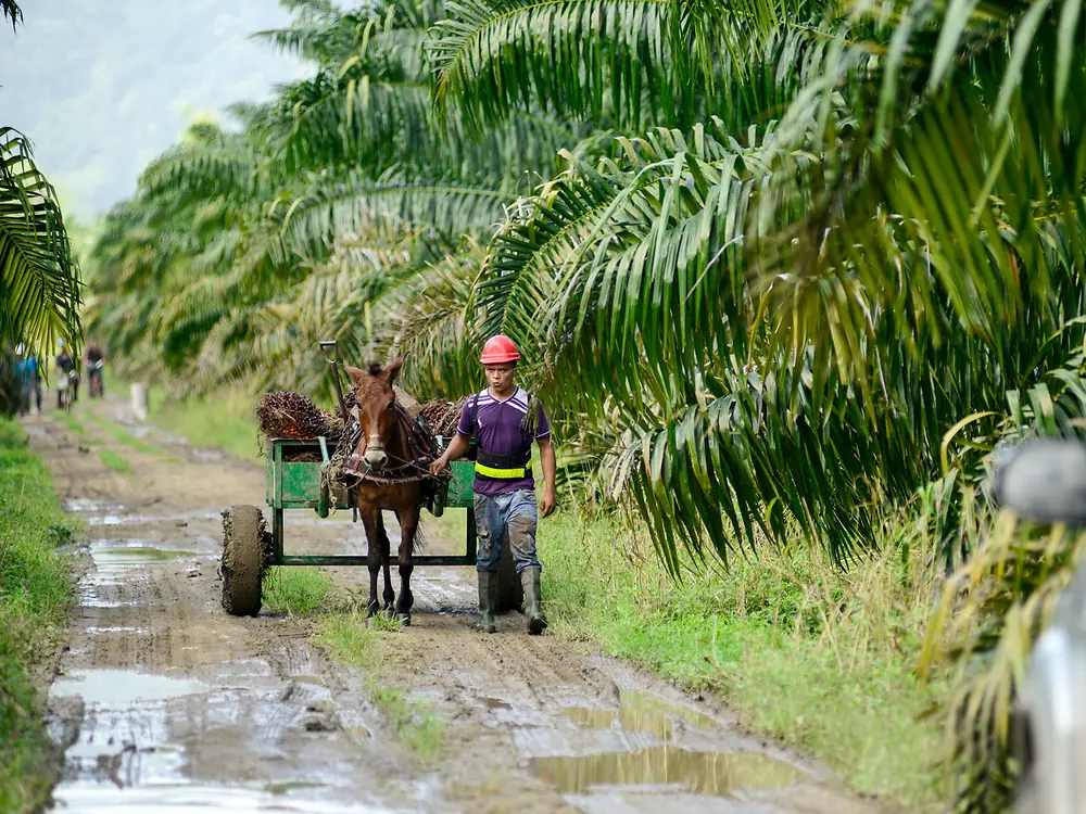 Чоловік та кінь на плантації олійної пальми, яка відповідає принципам стійкого розвитку, Гондурас.